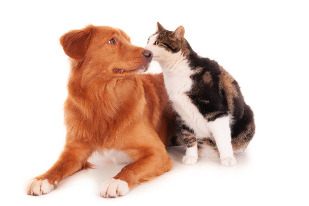 Kedi Oteli Açmak İçin Sertifika: Profesyonel Pet Shop Eğitimi ile Geleceğe Yatırım