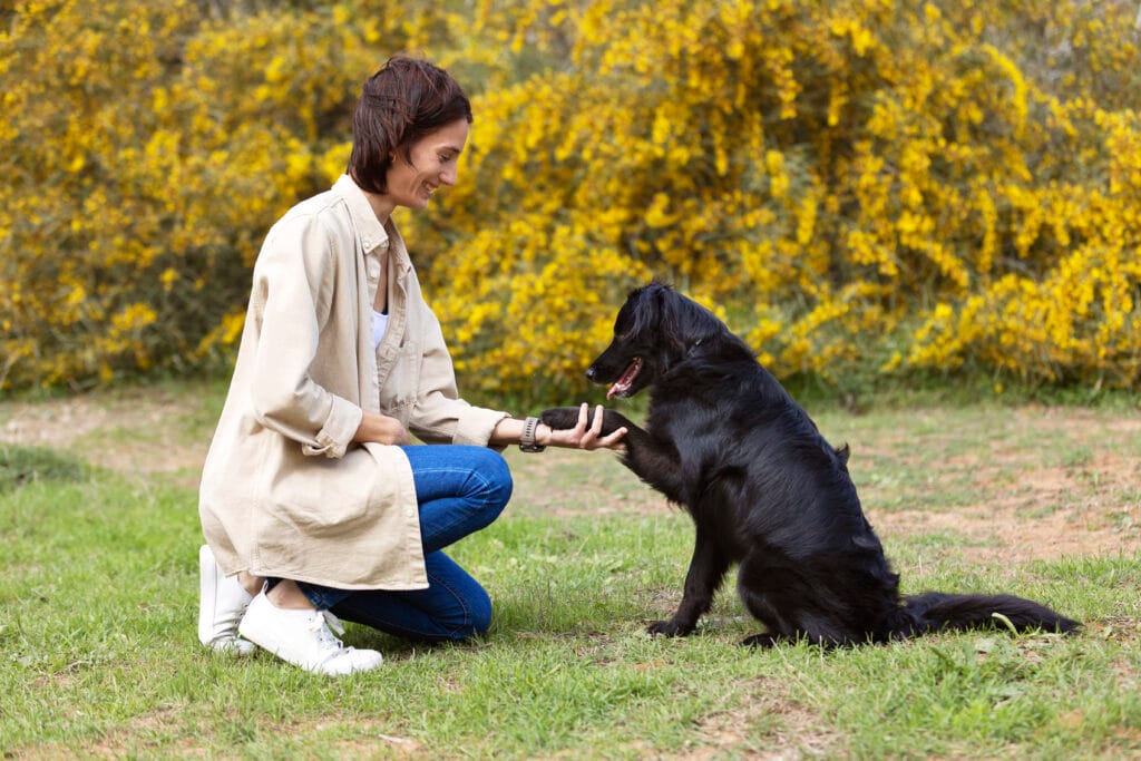 Köpek Eğitmenliği Sertifikası Nasıl Alınır?