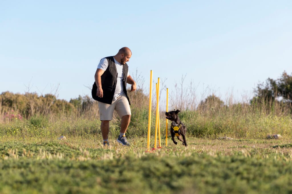 Köpek Eğitmenliği Sertifikası Nasıl Alınır?