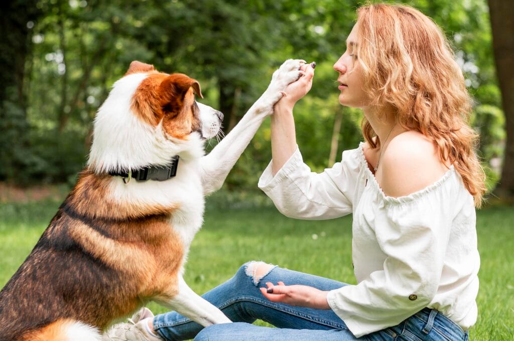Köpek Eğitmenliği Kursu