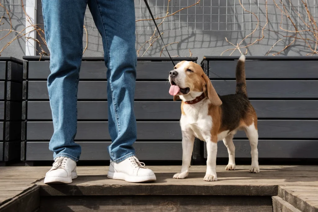 Köpek Eğitmeni Nasıl Olunur