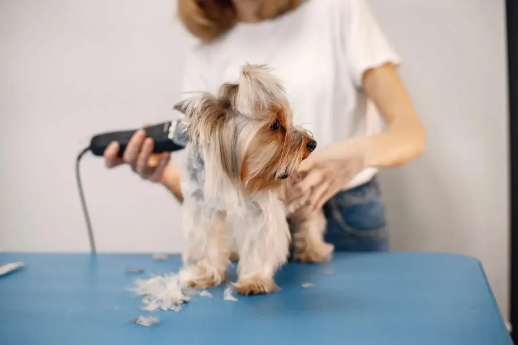 Pet Kuaförü Nasıl Olunur