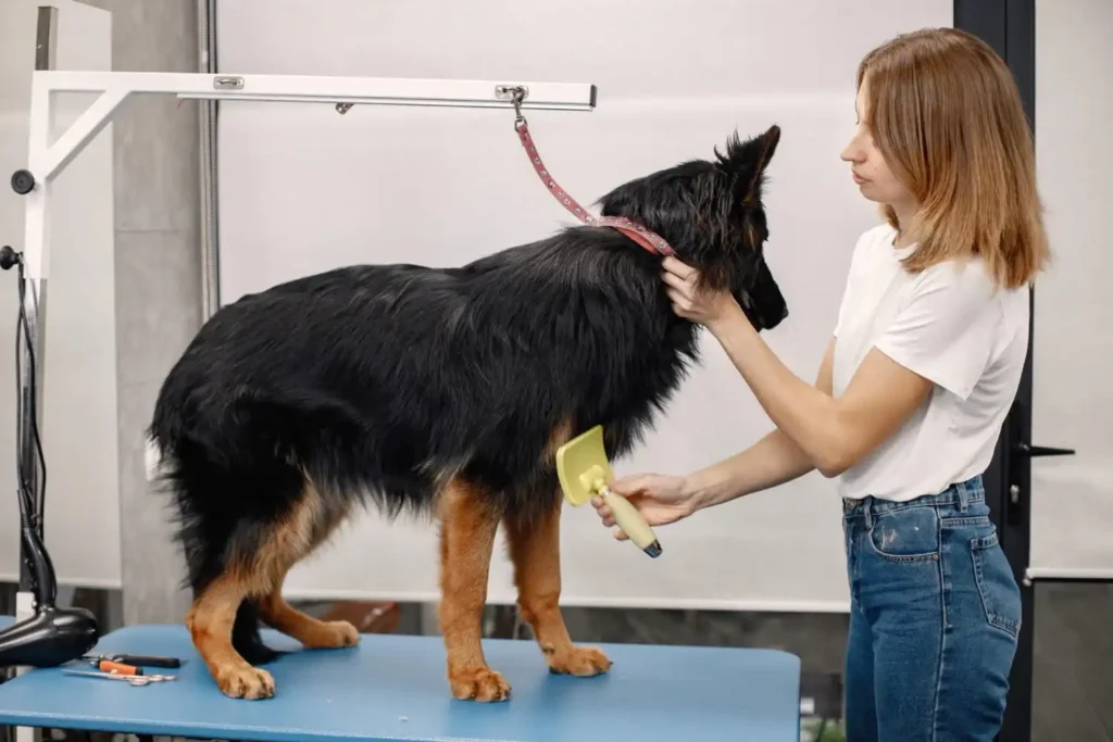 Pet Kuaförü Nasıl Olunur